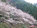お花見