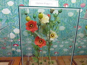 ケシの花