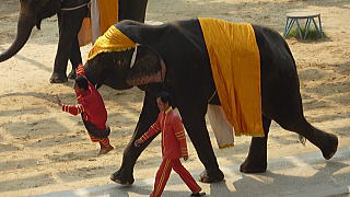 象さん登場