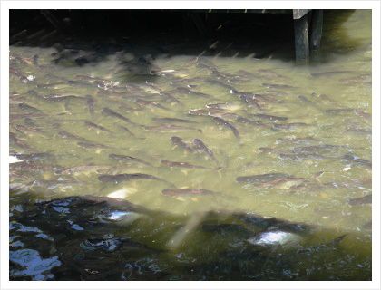 大量の魚