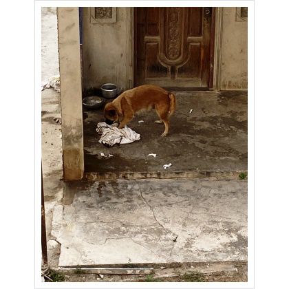 ストレス犬